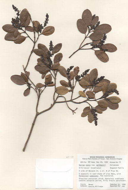 Garrya ovata ssp. goldmanii (Goldman's silktassel) #29149