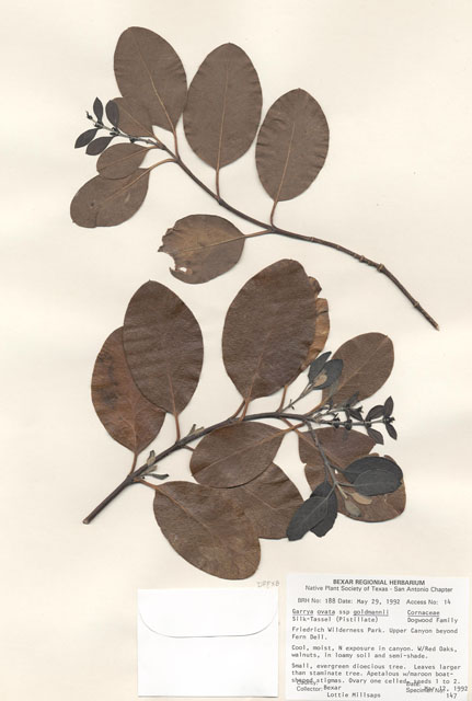 Garrya ovata ssp. goldmanii (Goldman's silktassel) #29150