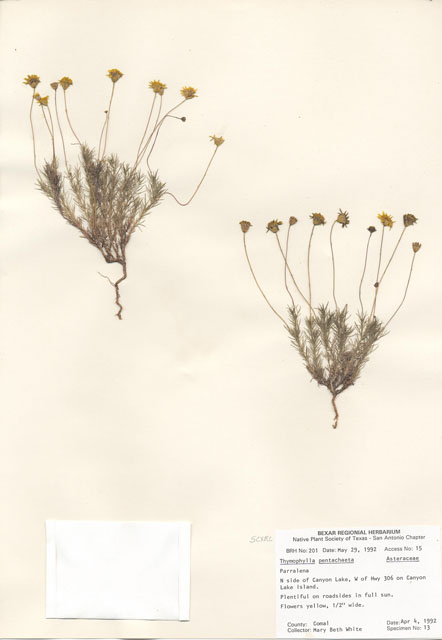 Thymophylla pentachaeta (Parralena) #29163