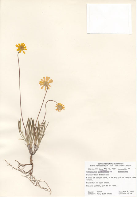 Tetraneuris scaposa (Four-nerve daisy) #29164