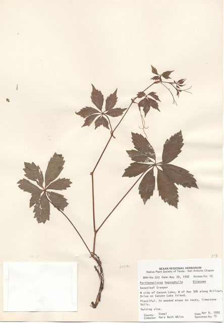Parthenocissus heptaphylla (Sevenleaf creeper) #29165