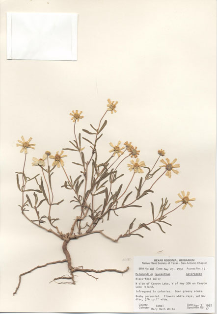 Melampodium leucanthum (Blackfoot daisy) #29166