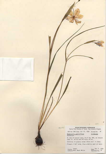 Nemastylis geminiflora (Prairie celestials) #29168