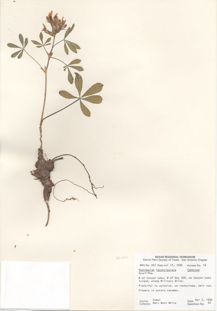 Pediomelum latestipulatum (Texas plains indian breadroot) #29169