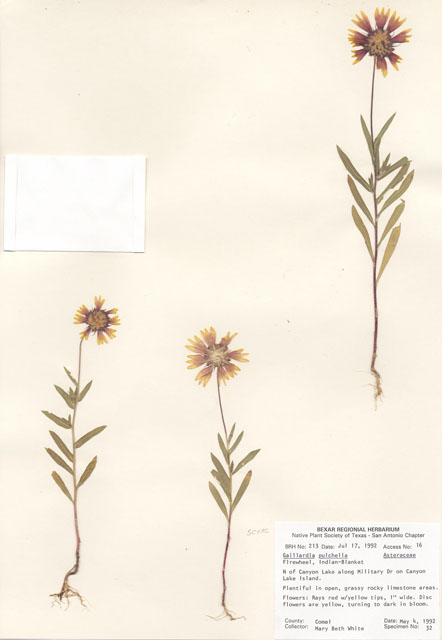 Gaillardia pulchella (Indian blanket) #29175