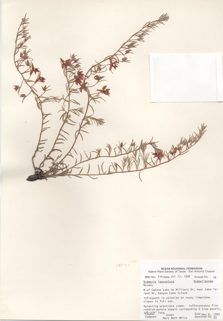Krameria lanceolata (Trailing krameria) #29176