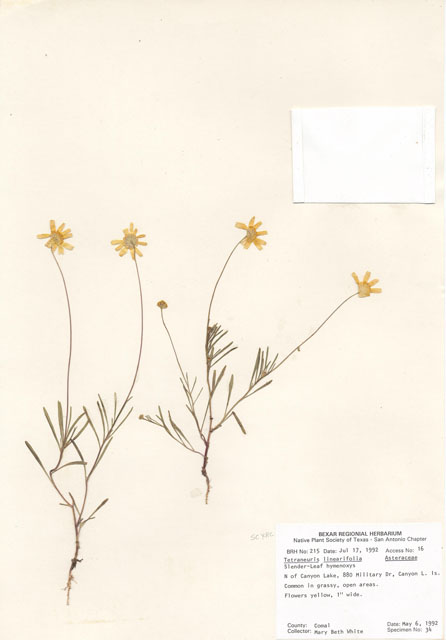 Tetraneuris linearifolia (Fineleaf fournerved daisy) #29177