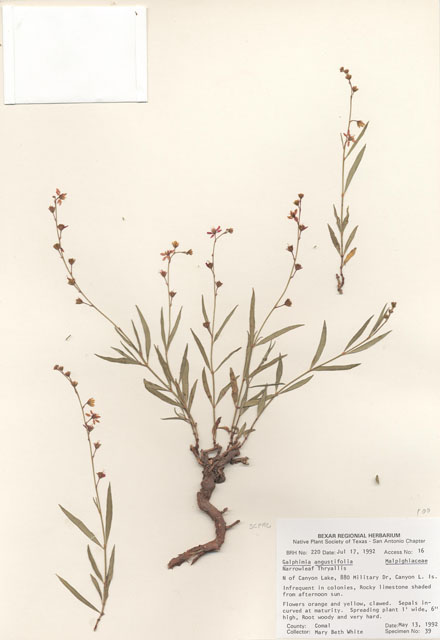 Galphimia angustifolia (Narrowleaf goldshower) #29182