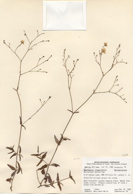 Boerhavia linearifolia (Narrowleaf spiderling) #29185
