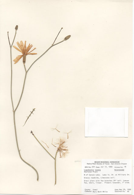 Lygodesmia texana (Texas skeleton plant) #29186