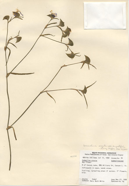 Commelina erecta (Dayflower) #29187