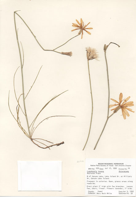 Lygodesmia texana (Texas skeleton plant) #29191