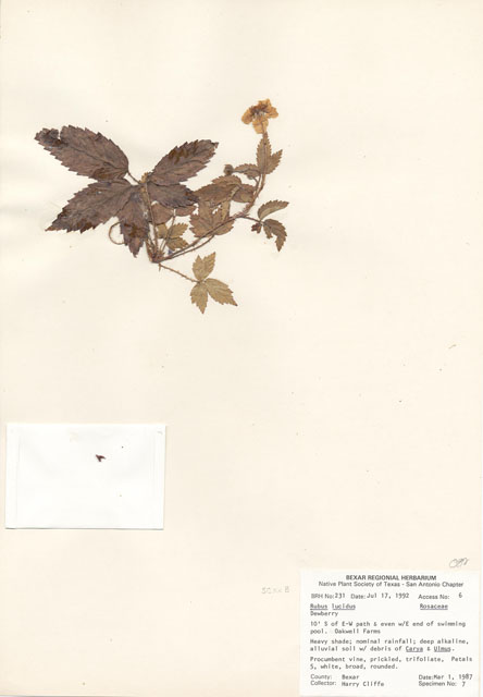 Rubus lucidus (Manatee dewberry) #29193