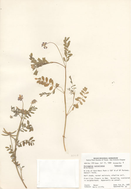 Astragalus nuttallianus (Nuttall's milkvetch) #29194