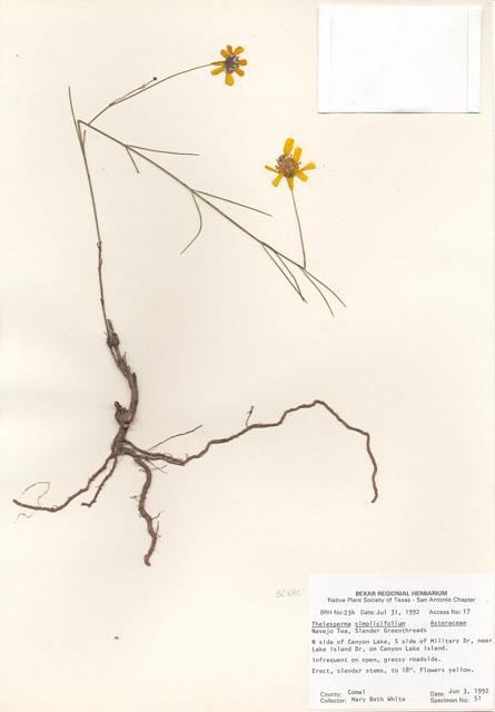 Thelesperma simplicifolium (Slender greenthread) #29196