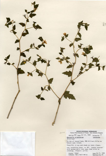 Mentzelia oligosperma (Stick-leaf) #29197