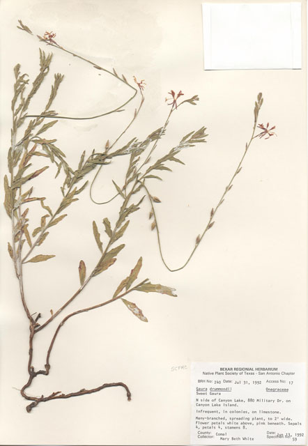 Oenothera xerogaura (Drummond's beeblossom) #29202