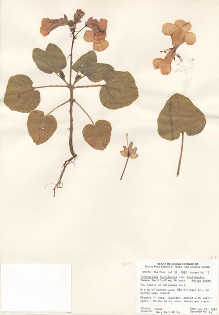 Proboscidea louisianica ssp. louisianica (Ram's horn) #29206
