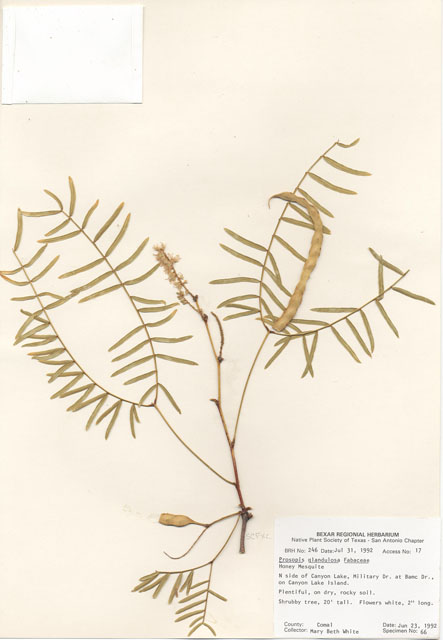 Prosopis glandulosa (Honey mesquite) #29208