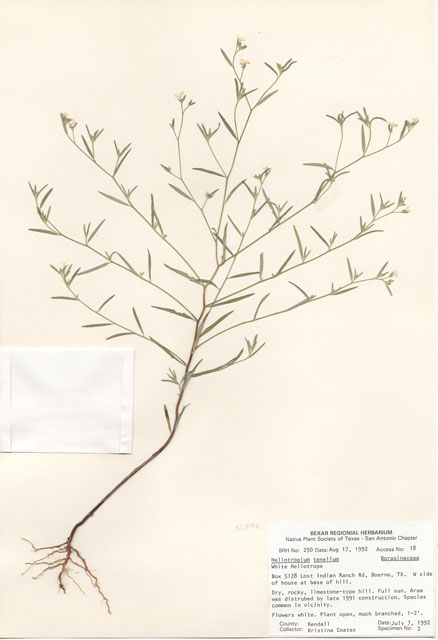 Heliotropium tenellum (Pasture heliotrope) #29212