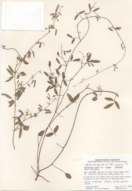 Rhynchosia senna var. texana (Texas snout-bean) #29217
