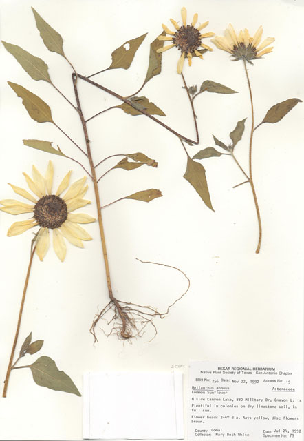 Helianthus annuus (Common sunflower) #29218