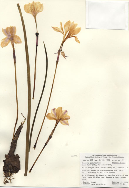 Cooperia pedunculata (Hill country rain lily) #29220