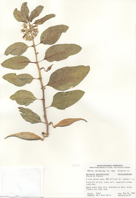 Asclepias oenotheroides (Zizotes milkweed) #29221