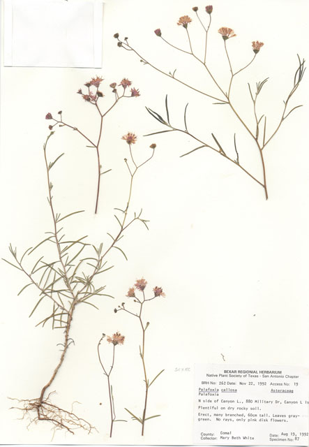 Palafoxia callosa (Small palafox) #29224