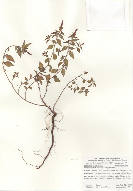 Acalypha phleoides (Shrubby copperleaf) #29226