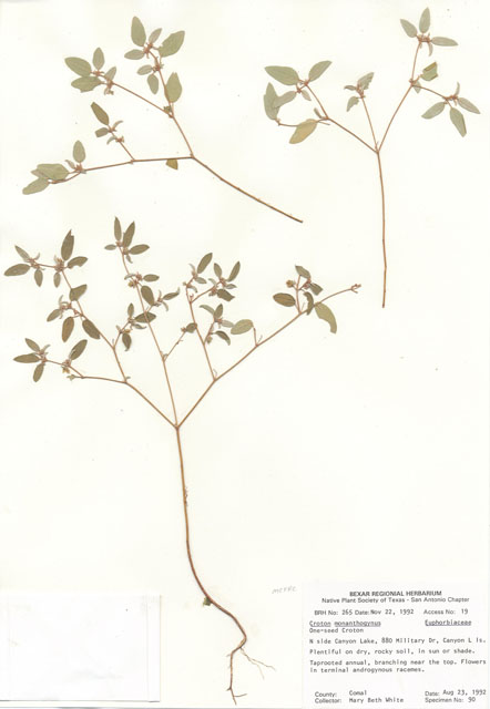Croton monanthogynus (Prairie tea) #29227