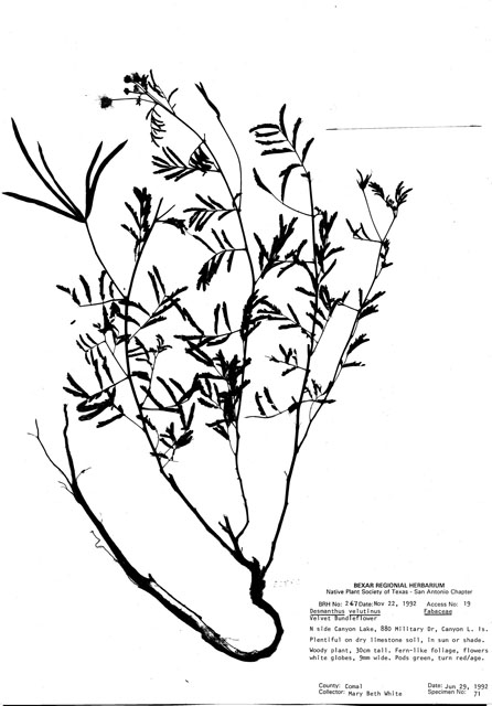 Desmanthus velutinus (Velvet bundleflower) #29229