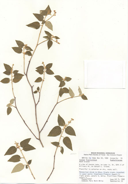 Croton fruticulosus (Bush croton) #29230