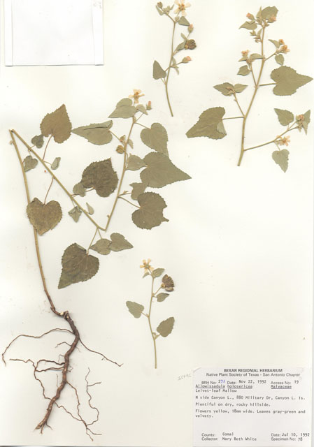 Allowissadula holosericea (Velvet-leaf mallow) #29233