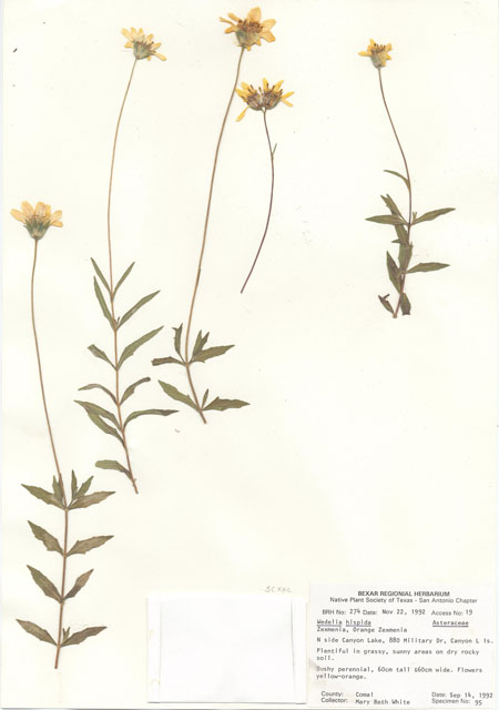 Wedelia acapulcensis var. hispida (Zexmenia) #29236