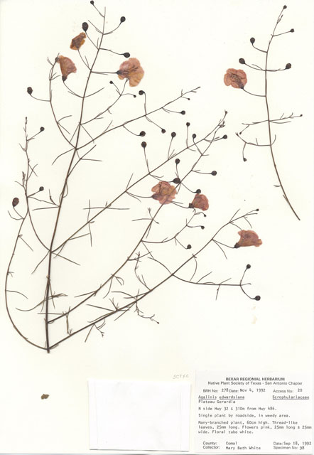 Agalinis edwardsiana (Plateau false foxglove) #29240