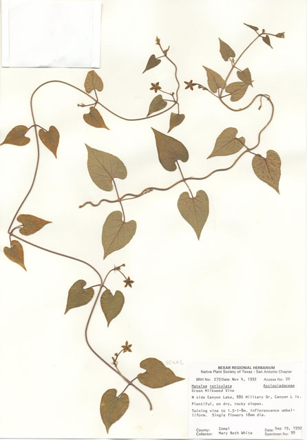Matelea reticulata (Pearl milkweed vine) #29241