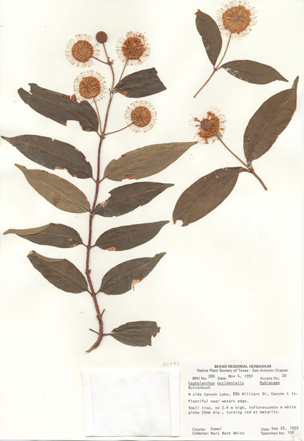 Cephalanthus occidentalis (Common buttonbush) #29242