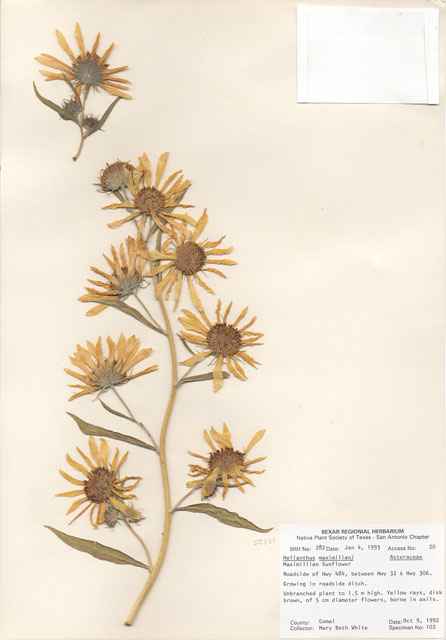 Helianthus maximiliani (Maximilian sunflower) #29244