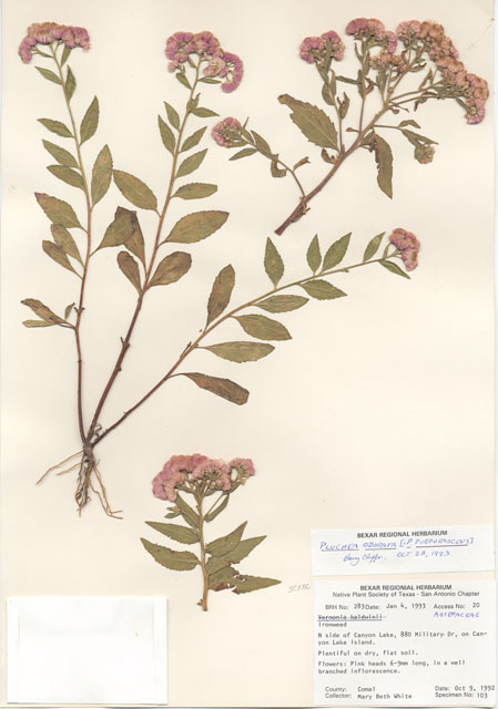 Vernonia baldwinii (Western ironweed) #29245