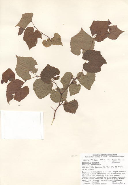 Ampelopsis cordata (Heartleaf peppervine) #29247