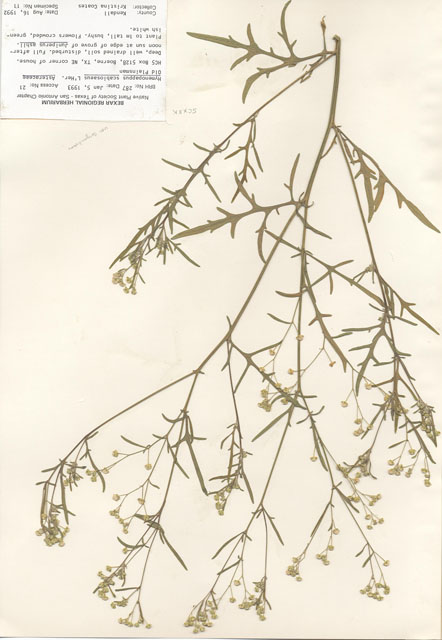 Hymenopappus scabiosaeus (Carolina woollywhite) #29249