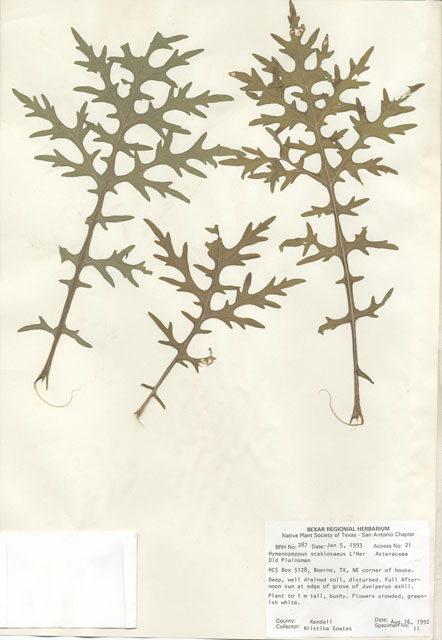 Hymenopappus scabiosaeus (Carolina woollywhite) #29250