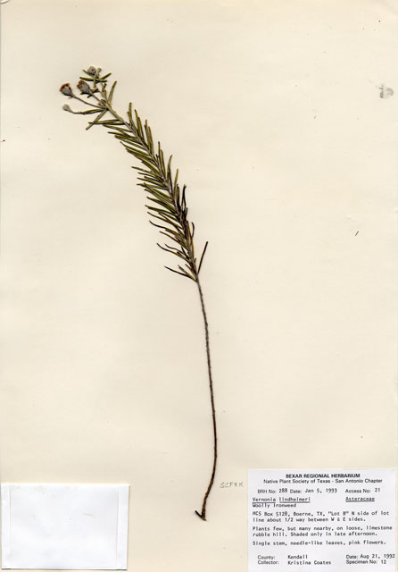 Vernonia lindheimeri (Woolly ironweed) #29251