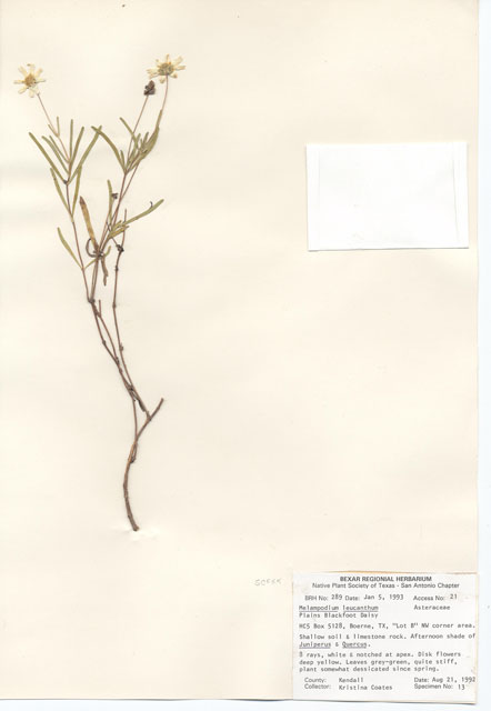 Melampodium leucanthum (Blackfoot daisy) #29252