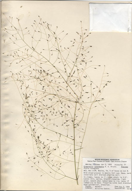 Eragrostis intermedia (Plains lovegrass) #29257