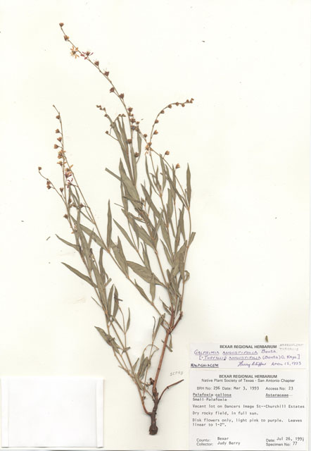 Palafoxia callosa (Small palafox) #29260