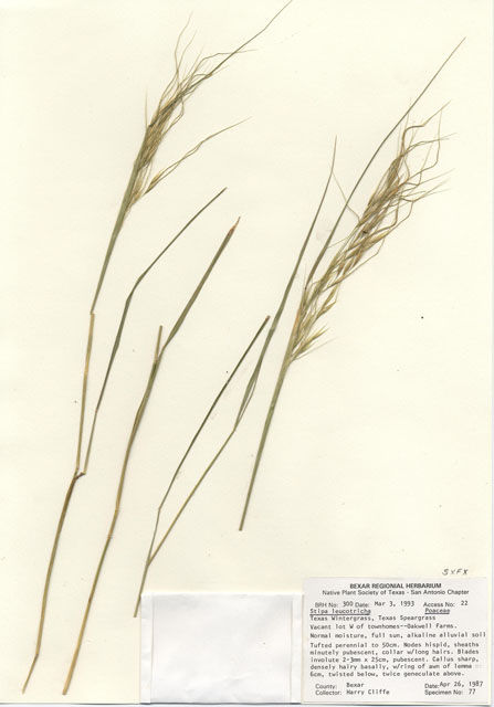 Nassella leucotricha (Texas wintergrass) #29264