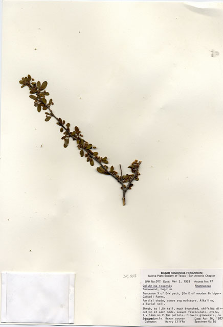 Colubrina texensis (Texas hog plum) #29266