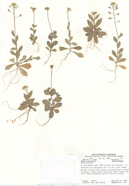 Draba cuneifolia (Wedgeleaf draba) #29273